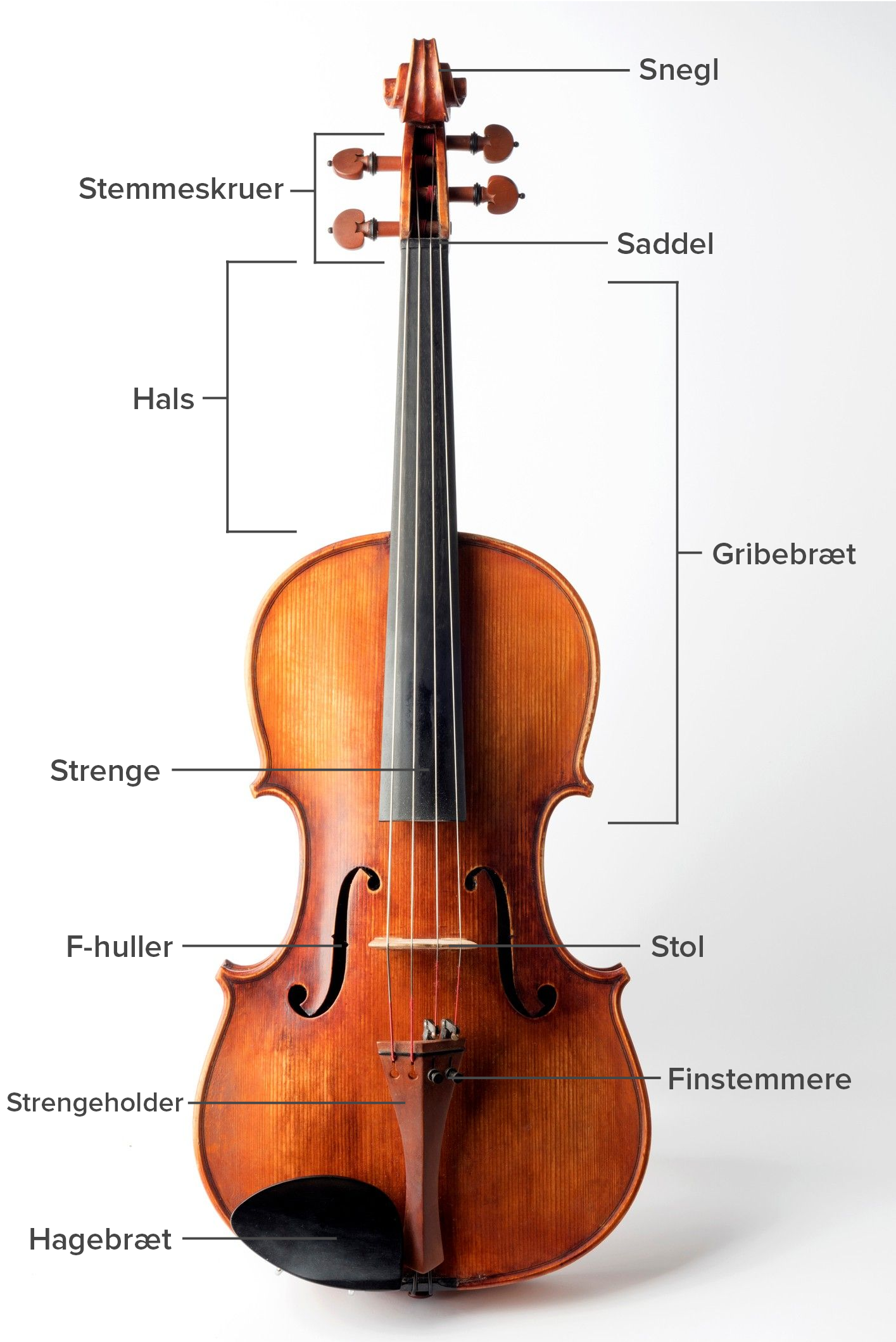 muskel bold Potentiel Violin